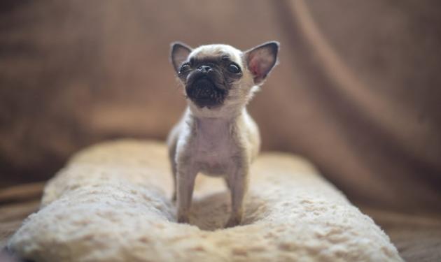 Αυτό το σκυλάκι ίσως να είναι το μικρότερο pug στον κόσμο! Φωτογραφίες