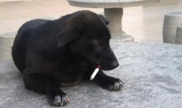 Έμαθε στο σκύλο του να καπνίζει!