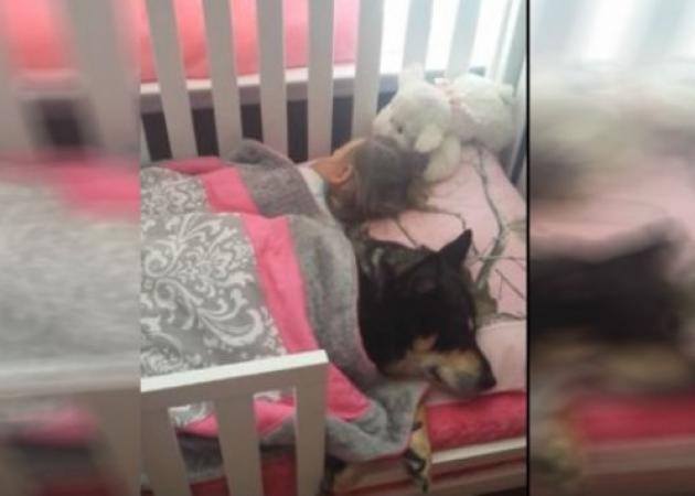 Έψαχνε το σκύλο μέσα και έξω από το σπίτι και εκείνος κοιμόταν στην κούνια μαζί με το μωρό!