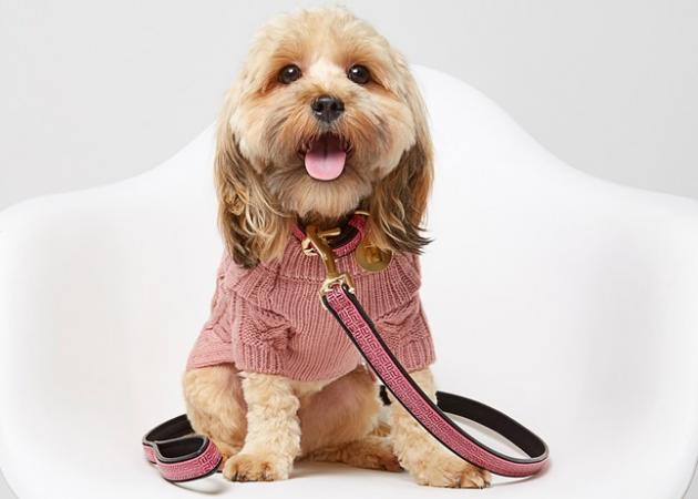 Η River Island εγκαινιάζει τη RI DOG- μια σειρά μόδας για τα σκυλάκια μας!