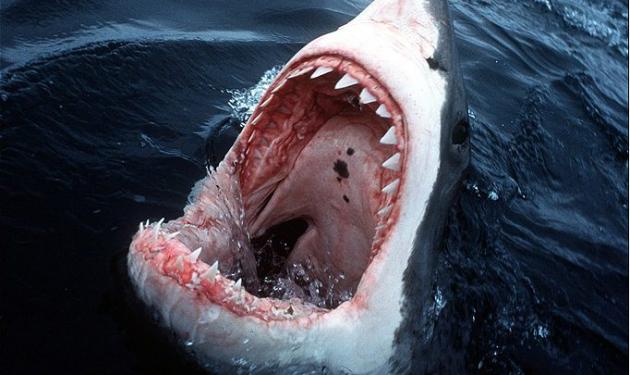 Καρχαρίας σκότωσε Αυστραλό σέρφερ