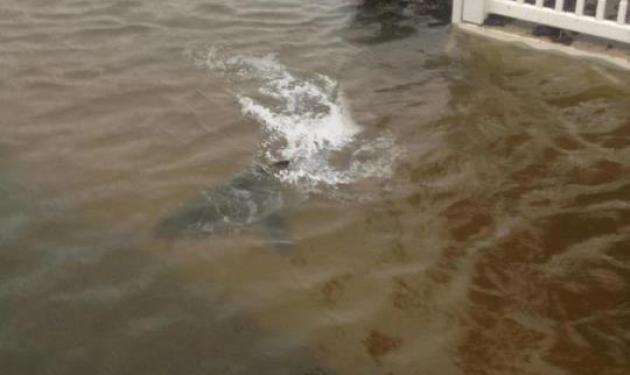Ο άνθρωπος που παρίστανε τον καρχαρία στα νερά του τυφώνα Sandy! Βίντεο