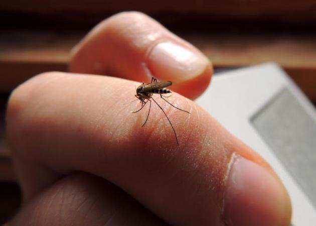 Κουνούπια: γιατί σε αγαπούν τόσο;