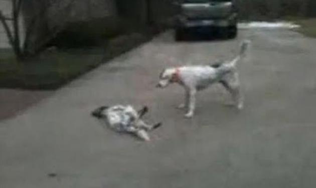 Σκυλάκι προσποιείται πως πέθανε – Δες το video