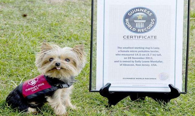 Αυτό είναι το πιο μικρό σκυλί του κόσμου – Μπήκε στο βιβλίο Guinness