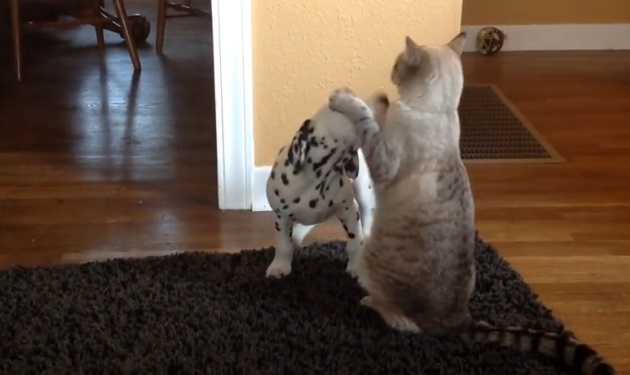 Όταν το “σαν το σκύλο με τη γάτα” σημαίνει μια δυνατή φιλία! Βίντεο