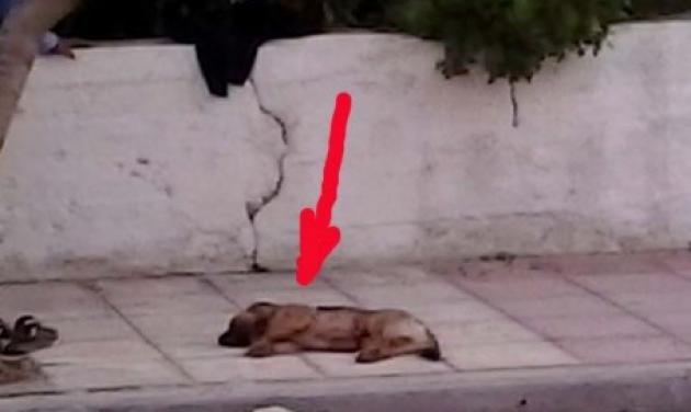 Κρήτη: Τον σκότωσε επειδή έφαγε ένα από τα κουνέλια του