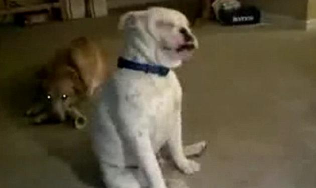 Απίστευτο βίντεο: Κωφός σκύλος, χορεύει με τις δονήσεις κιθάρας!