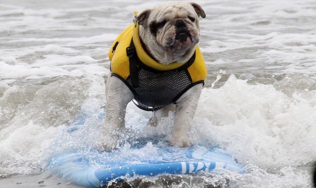 Εσένα ο σκύλος σου κάνει surfing; Δες τις απολαυστικές φωτογραφίες