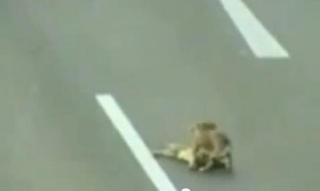 Απίστευτο βίντεο! Σκύλος σώζει τραυματισμένο σκύλο!