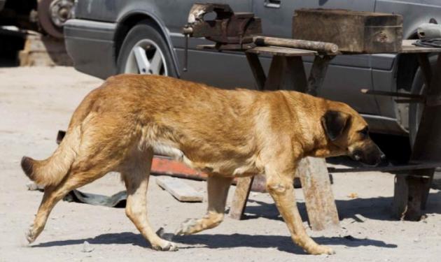 Απίστευτη ιστορία! Έγκυος σκυλίτσα θήλαζε αγοράκι για να μην πεθάνει από την πείνα!