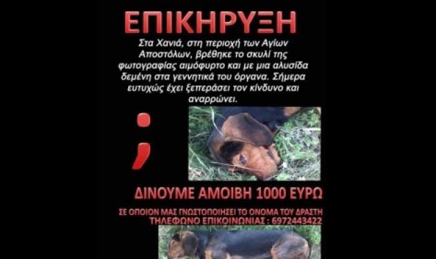 Κρήτη: Επικήρυξαν με 1.000€ τον βασανιστή του σκύλου της φωτογραφίας!
