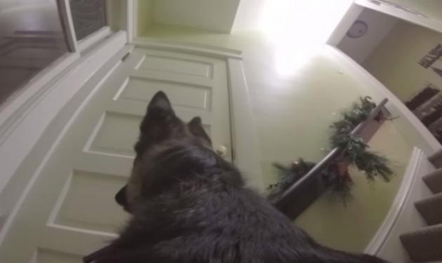 Τι κάνει ένας σκύλος μόνος στο σπίτι! Βίντεο