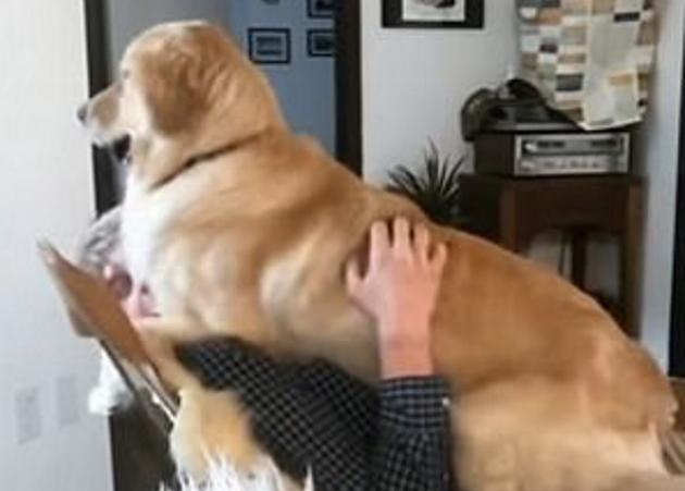 Τώρα αν μπορείς ξαναφύγε! Σκύλος, ξαπλώνει πάνω στο αφεντικό του και είναι αξιολάτρευτος! video