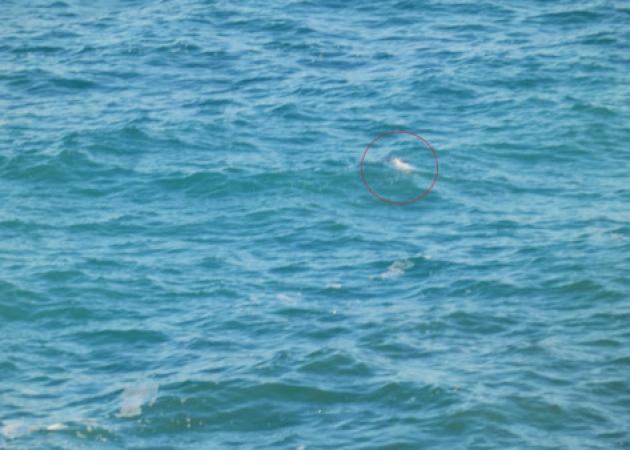 Χανιά: Λύθηκε το μυστήριο με αυτό το πτώμα στη θάλασσα – Συγκλονισμένη η Χαρούλα Αλεξίου