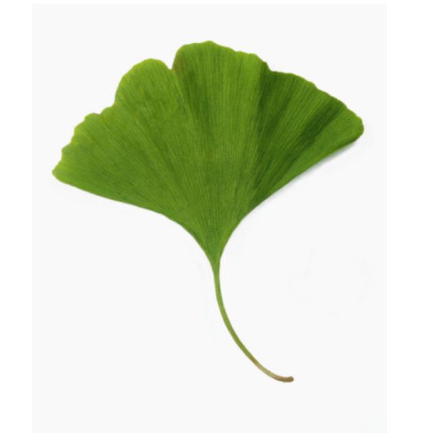 Ginkgolides: ένα μόριο με ευεργετικές ιδιότητες!