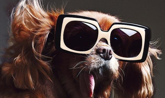 Σου συστήνουμε το σκυλί supermodel της Aμερικής, την Toast!