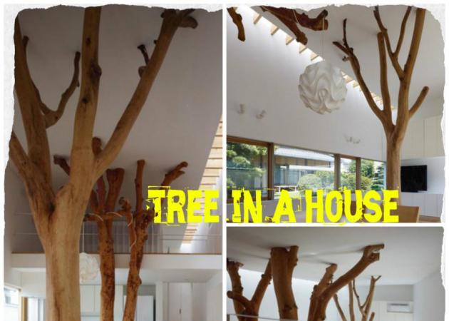 Πώς δύο δέντρα ενσωματώθηκαν σε ένα σπίτι! Δες τις μοναδικές φωτογραφίες!