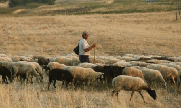 Θεσσαλία: Έβαλε μικρή αγγελία για τσοπάνη και… έγινε χαμός!