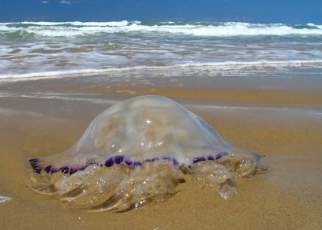 Τι πρέπει να κάνεις άμεσα, αν σε τσιμπήσει τσούχτρα στην θάλασσα