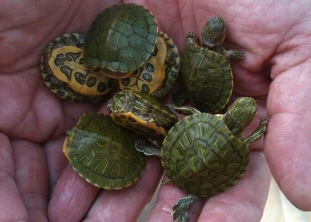 Το turtle manicure είναι το τελευταίο mini trend (και δεν είναι αυτό που νομίζεις)