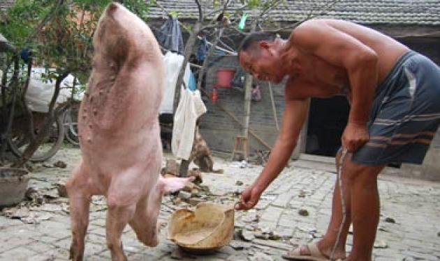 Γουρούνι που γεννήθηκε μόνο με δυο πόδια έγινε διάσημο στην Κίνα!