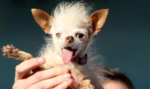 Αυτό είναι το πιο άσχημο σκυλί του κόσμου! Δες φωτογραφίες από το διαγωνισμό!