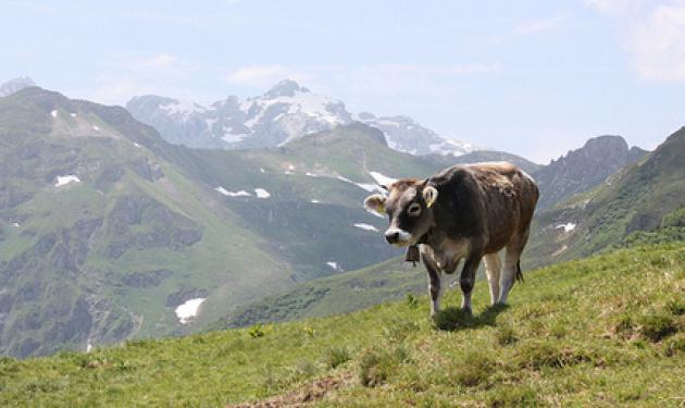 Υβόννη: Η …αναρχική αγελάδα που έγινε star στη Γερμανία!