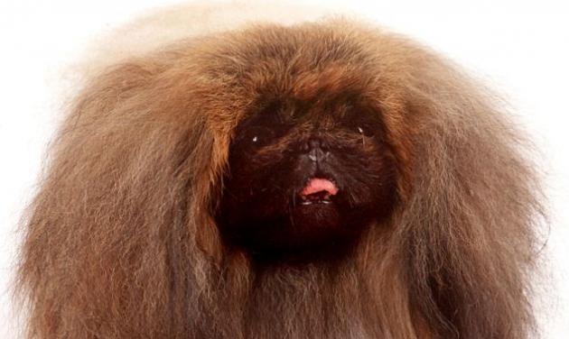 Κι όμως και τα ζώα έχουν… bad hair day! Aπολαυστικές φωτογραφίες