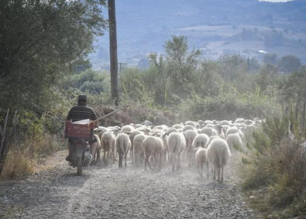 Ασύλληπτη τραγωδία στη Λέσβο – Ένας νεκρός, 5 τραυματίες σε τροχαίο με πρόβατα!