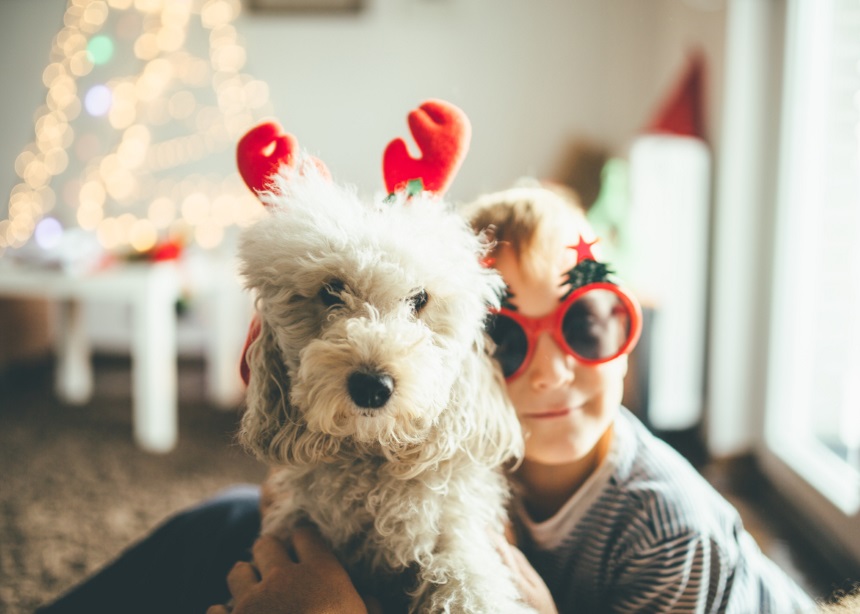 Μήπως ένα σκυλάκι είναι ιδανικό δώρο για την Πρωτοχρονιά; Τι απαντούν οι ειδικοί