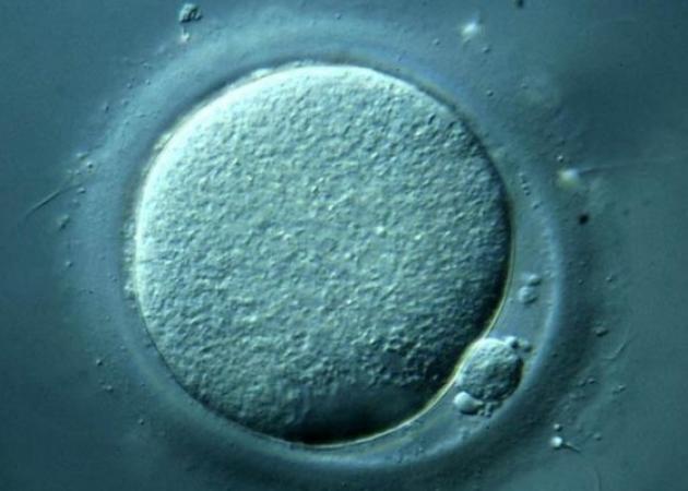 Η επόμενη γενιά στις εξωσωματικές είναι υπόθεση 3 «γονέων»