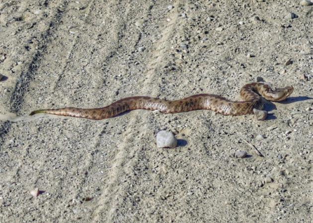 Γέμισε φίδια η Λάρισα – Τρόμος στους κατοίκους