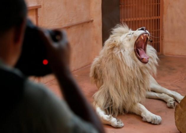 3 λιοντάρια κατασπάραξαν κτηνίατρο και τον βοηθό του