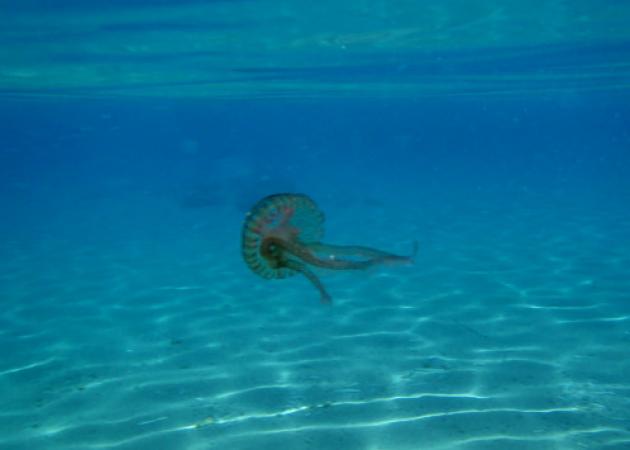 Γιατί γεμίσαμε τσούχτρες και μέδουσες; Τι ευνοεί την ανεξέλεγκτη εξάπλωσή τους