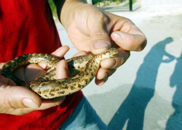 Αναστάτωση από τα φίδια στη Λάρισα! Πώς εξηγεί ο δήμαρχος τα όσα συμβαίνουν