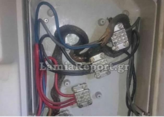 Απίστευτες εικόνες στη Λαμία – Τεράστιο φίδι κάηκε ζωντανό! [pics, vid]