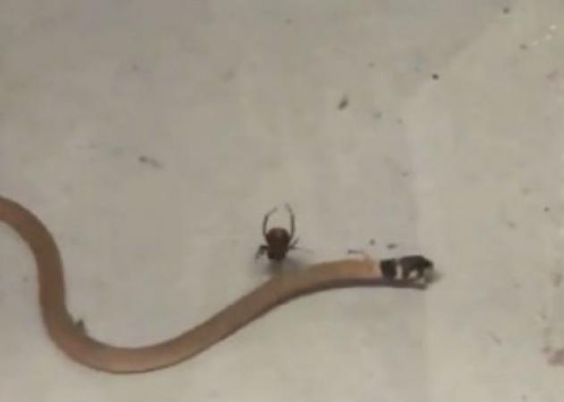 Απίστευτο κι όμως αληθινό: Αράχνη σκότωσε φίδι! (vid)
