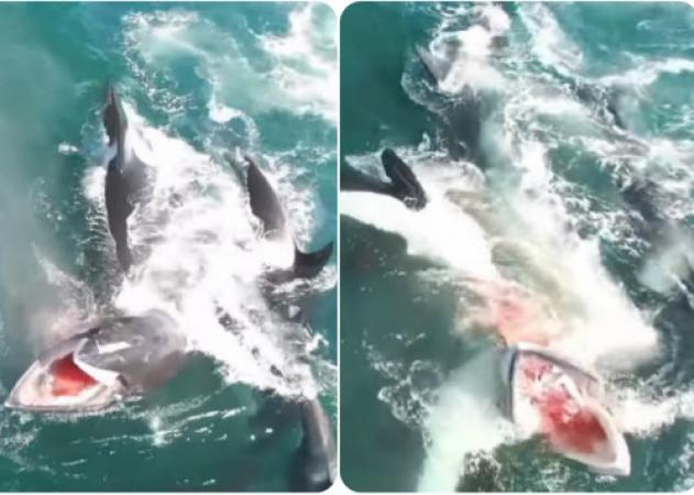 Κοπάδι από σαρκοβόρες όρκες καταδίωξε και κατασπάραξε φάλαινα! Σοκαριστικό βίντεο