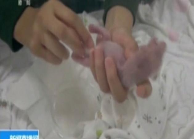 Αυτό είναι το γηραιότερο πάντα που απέκτησε μωρά! [vid]