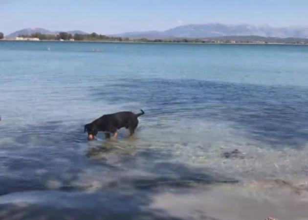 Ο σκύλος… ψαράς που έχει ξετρελάνει την Πρέβεζα [vid]