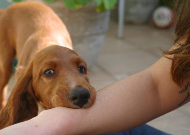 Τι να κάνεις αν ένας σκύλος δαγκώσει το παιδί [vid]