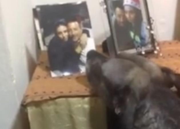Το βίντεο που θα σε κάνει να δακρύσεις! Σκύλος στην Καβάλα, θρηνεί κάθε μέρα μπροστά στη φωτογραφία της νεκρής αφεντικίνας του!