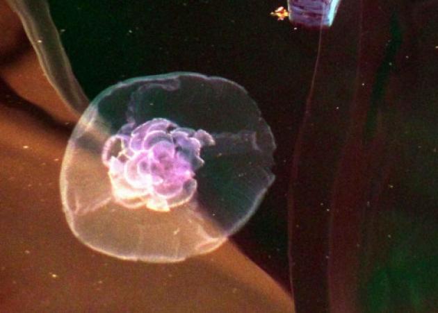 Η κυβέρνηση παίρνει μέτρα για τις τσούχτρες! Θα τις απομακρύνουν με σκάφη