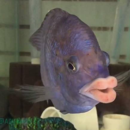 Το ψάρι με τα ανθρώπινα χείλη που έχει ξετρελάνει το διαδίκτυο (και ναι είναι αληθινά)