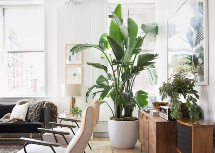 Πουλί του Παραδείσου: Πώς να φροντίσεις το πιο εντυπωσιακό φυτό του interior design!