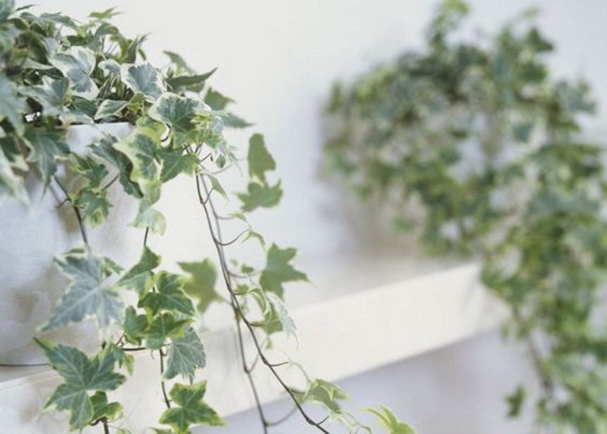 Αγγλικός κισσός: Πώς να φροντίσεις το αγαπημένο σου φυτό εσωτερικού χώρου