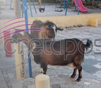 «Συνέλαβαν» κατσίκα και τράγο στην Κρήτη | tlife.gr «Συνέλαβαν» κατσίκα και τράγο στην Κρήτη | tlife.gr