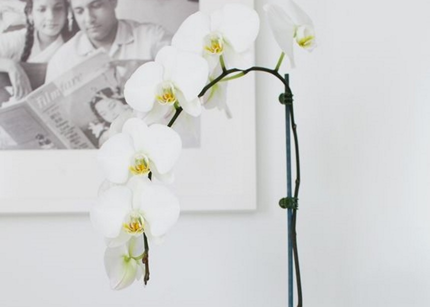 Wild orchid: Βήμα-βήμα πώς θα βοηθήσεις τις ορχιδέες στο σαλόνι σου να… θριαμβεύσουν!