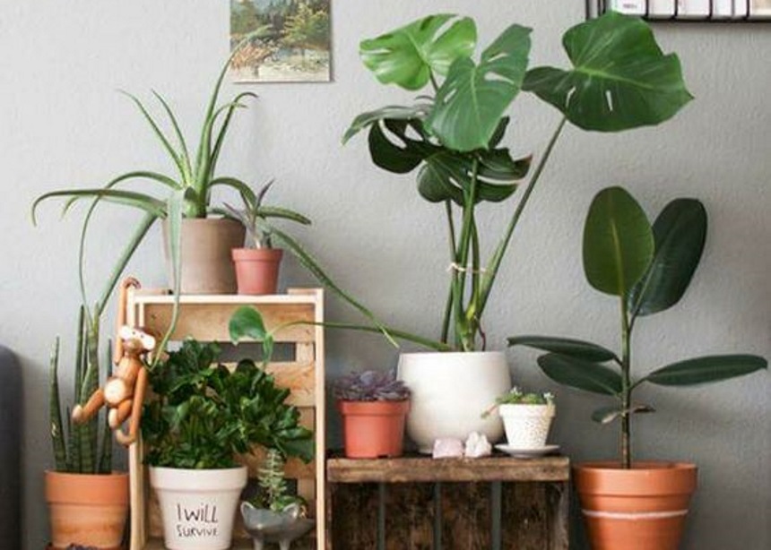 Houseplants: Τέσσερα έξυπνα μυστικά που θα σε κάνουν την καλύτερη… φυτομαμά!